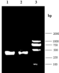 Sequences of variable regions of anti-GFAP (glial fibrillary acidic protein) monoclonal antibody and method for preparing same