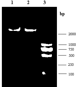 Sequences of variable regions of anti-GFAP (glial fibrillary acidic protein) monoclonal antibody and method for preparing same