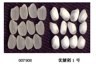 Breeding method of japonica rice variety capable of controlling postprandial blood sugar of diabetes patient