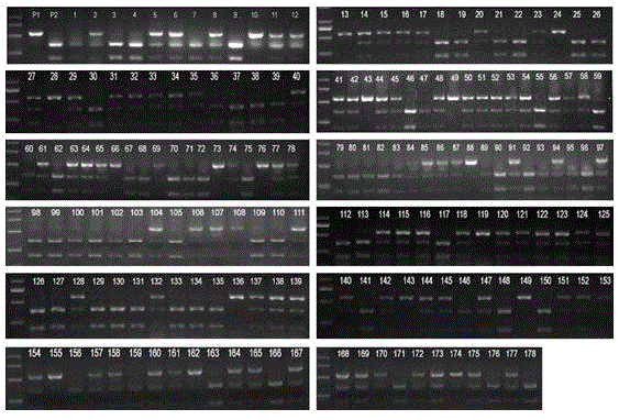 Breeding method of japonica rice variety capable of controlling postprandial blood sugar of diabetes patient