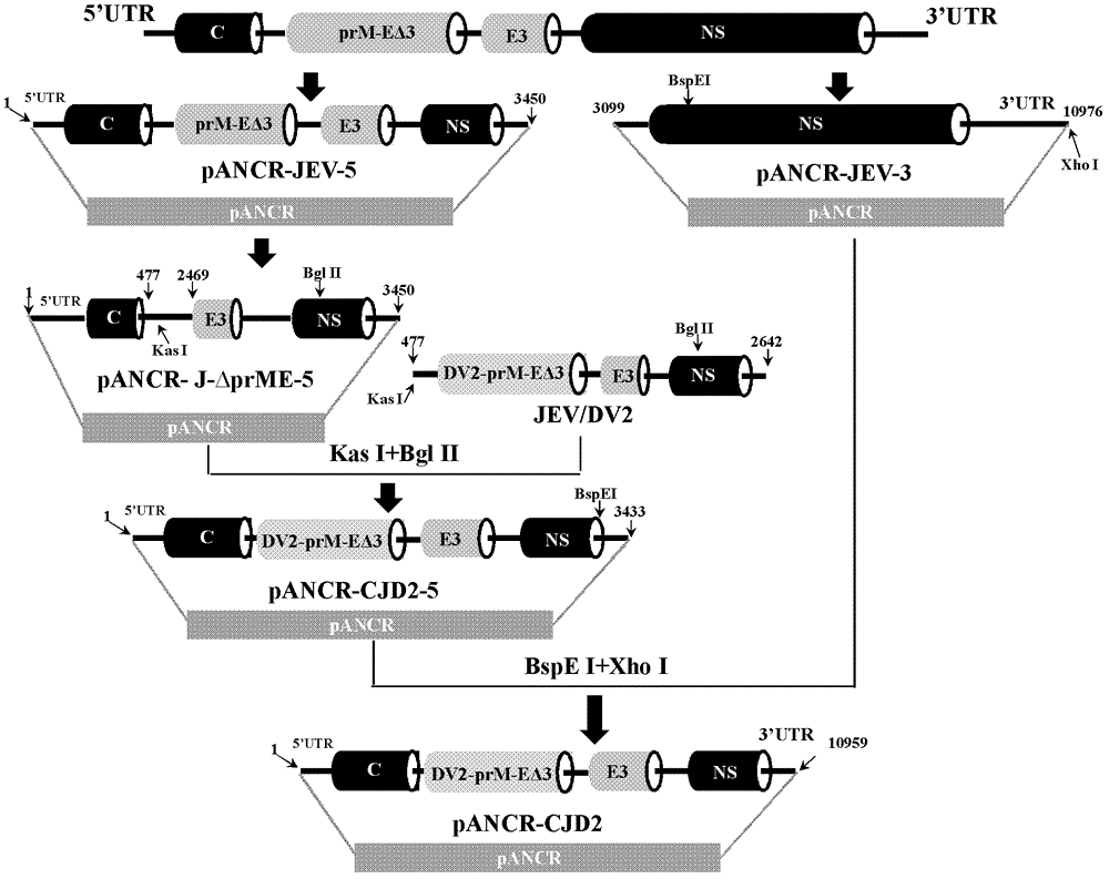 Epidemic encephalitis B/dengue chimeric virus with epidemic encephalitis B virus attenuated strain as gene framework and application of epidemic encephalitis B/dengue chimeric virus