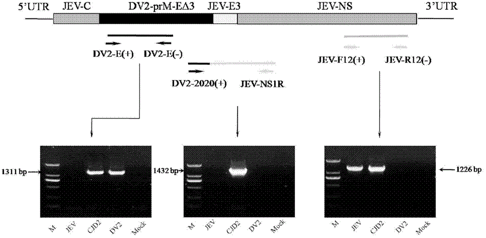 Epidemic encephalitis B/dengue chimeric virus with epidemic encephalitis B virus attenuated strain as gene framework and application of epidemic encephalitis B/dengue chimeric virus