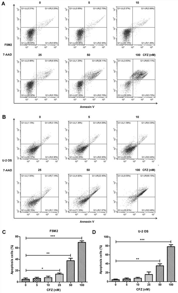 Application of carfilzomib in preparation of medicine for treating osteosarcoma