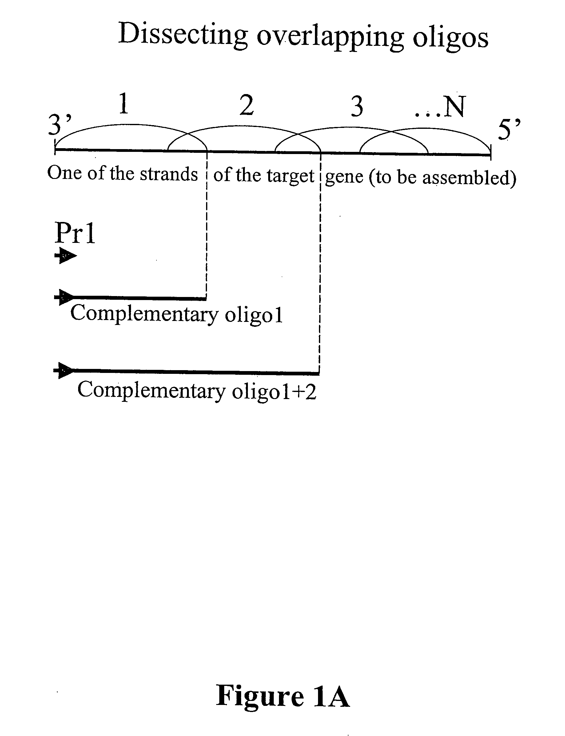 Microarray synthesis and assembly of gene-length polynucleotides