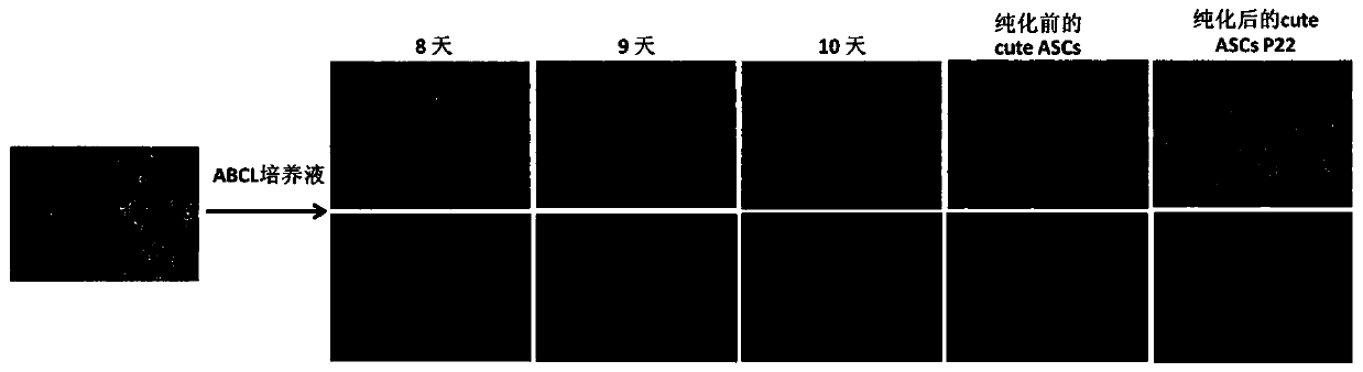 Mouse or human totipotent stem cell quteascs induction and culture method