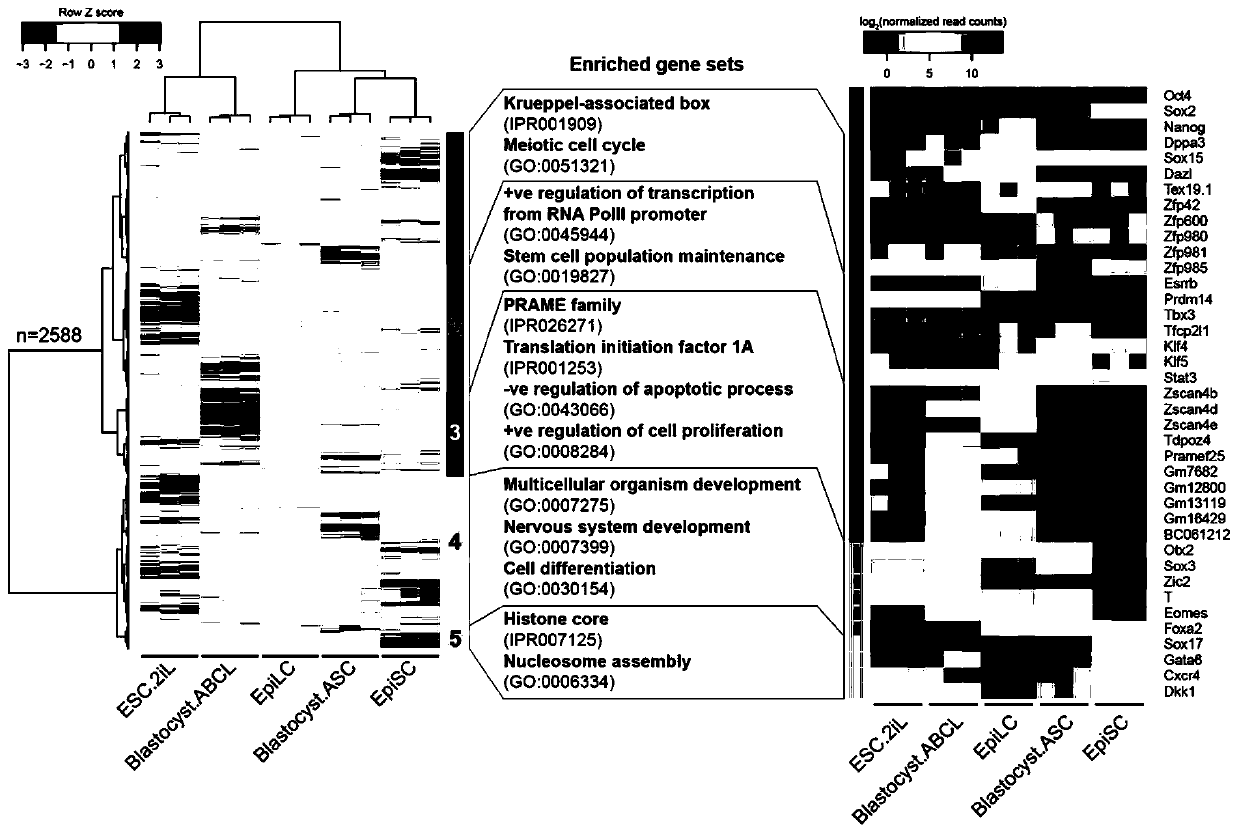 Mouse or human totipotent stem cell quteascs induction and culture method