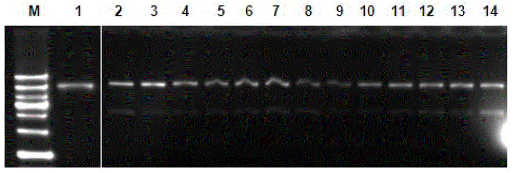 Homocamptothecin compound and synthesis method thereof