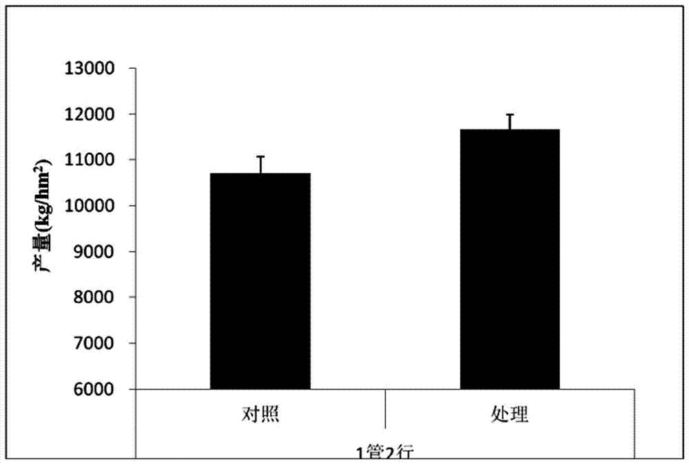 Wheat stubble summer corn drip irrigation water and fertilizer integration cultivation method under no-tillage direct-sowing condition