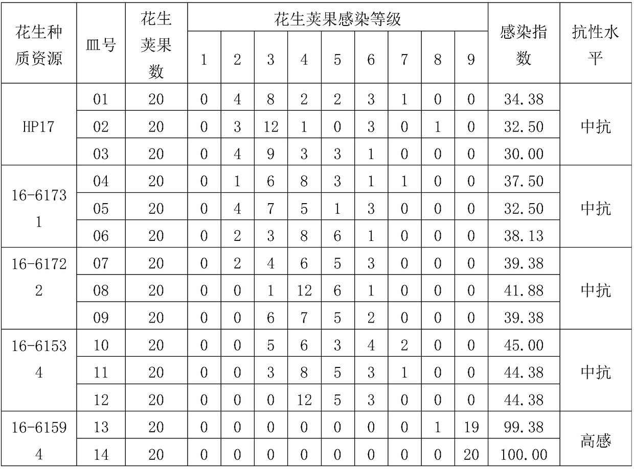 Indoor identification method for resistance of peanut pods to Aspergillus flavus infection and application of indoor identification method