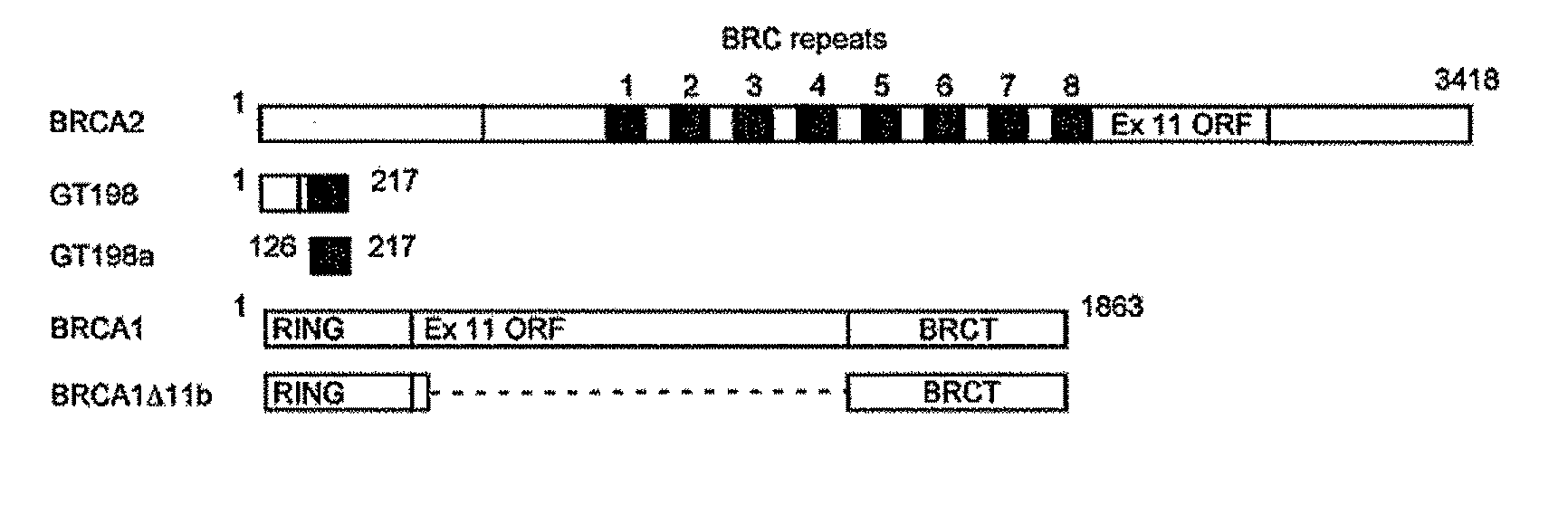 Breast Cancer Susceptibility Gene GT198 and Uses Thereof