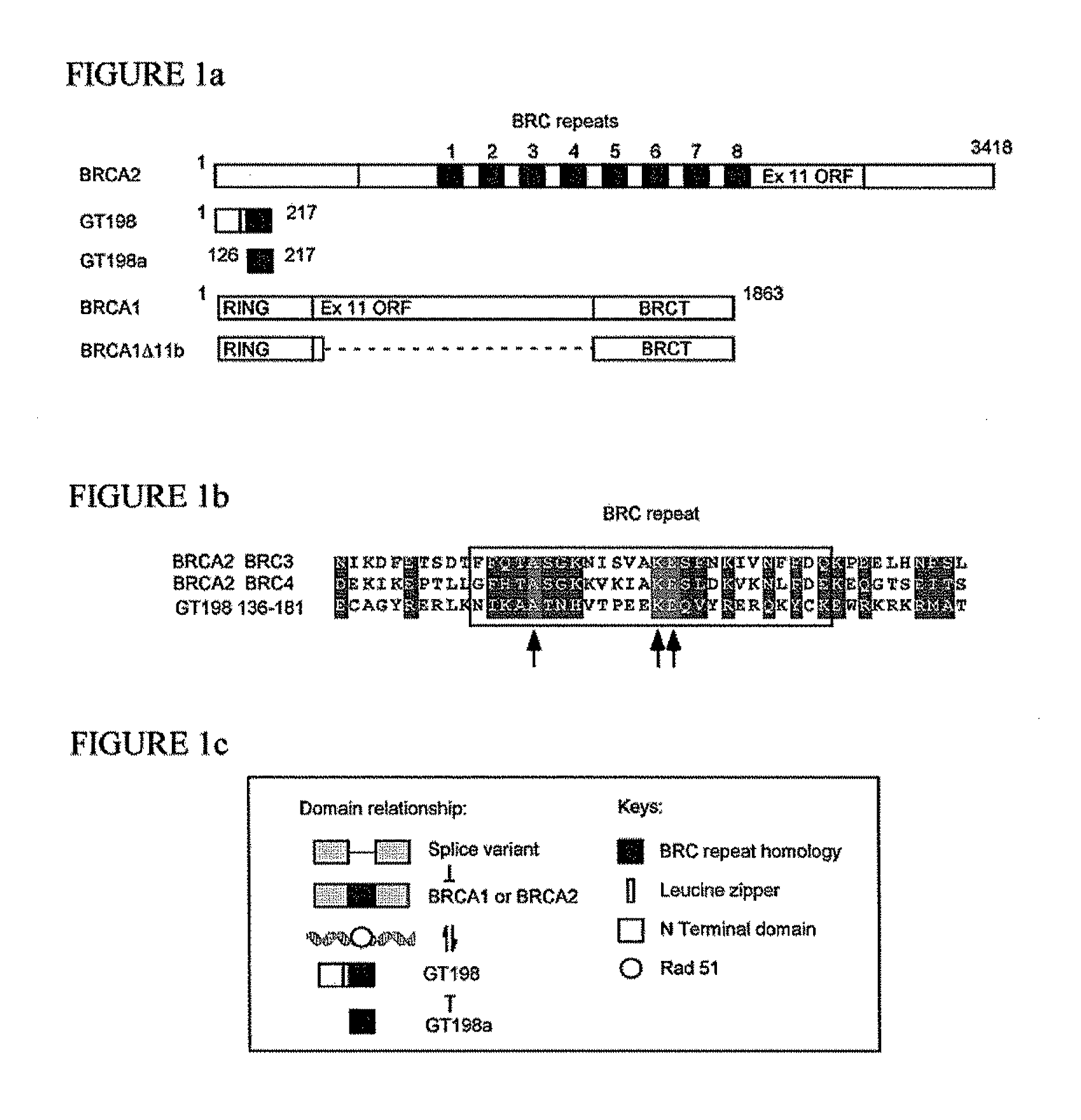 Breast Cancer Susceptibility Gene GT198 and Uses Thereof