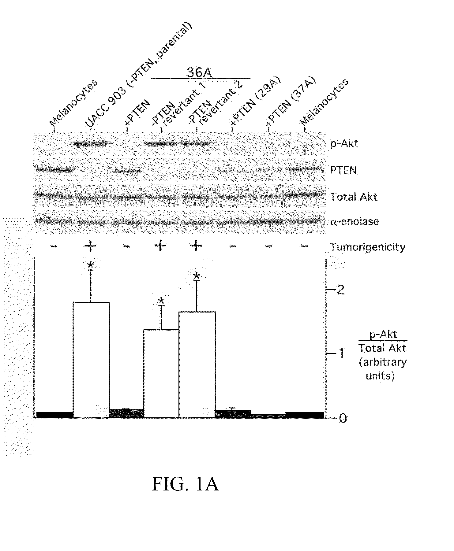 Combinatorial methods and compositions for treatment of melanoma