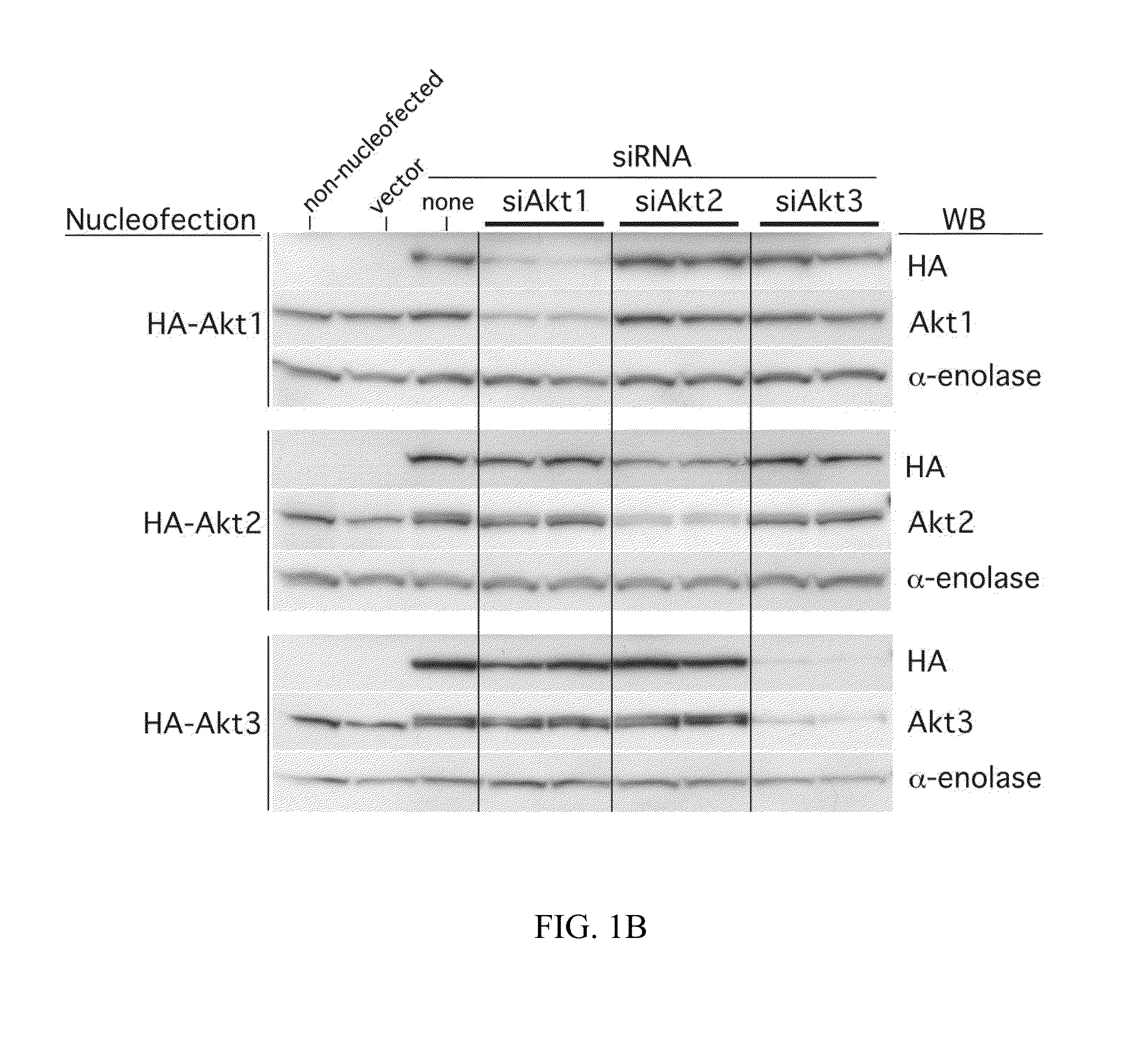 Combinatorial methods and compositions for treatment of melanoma