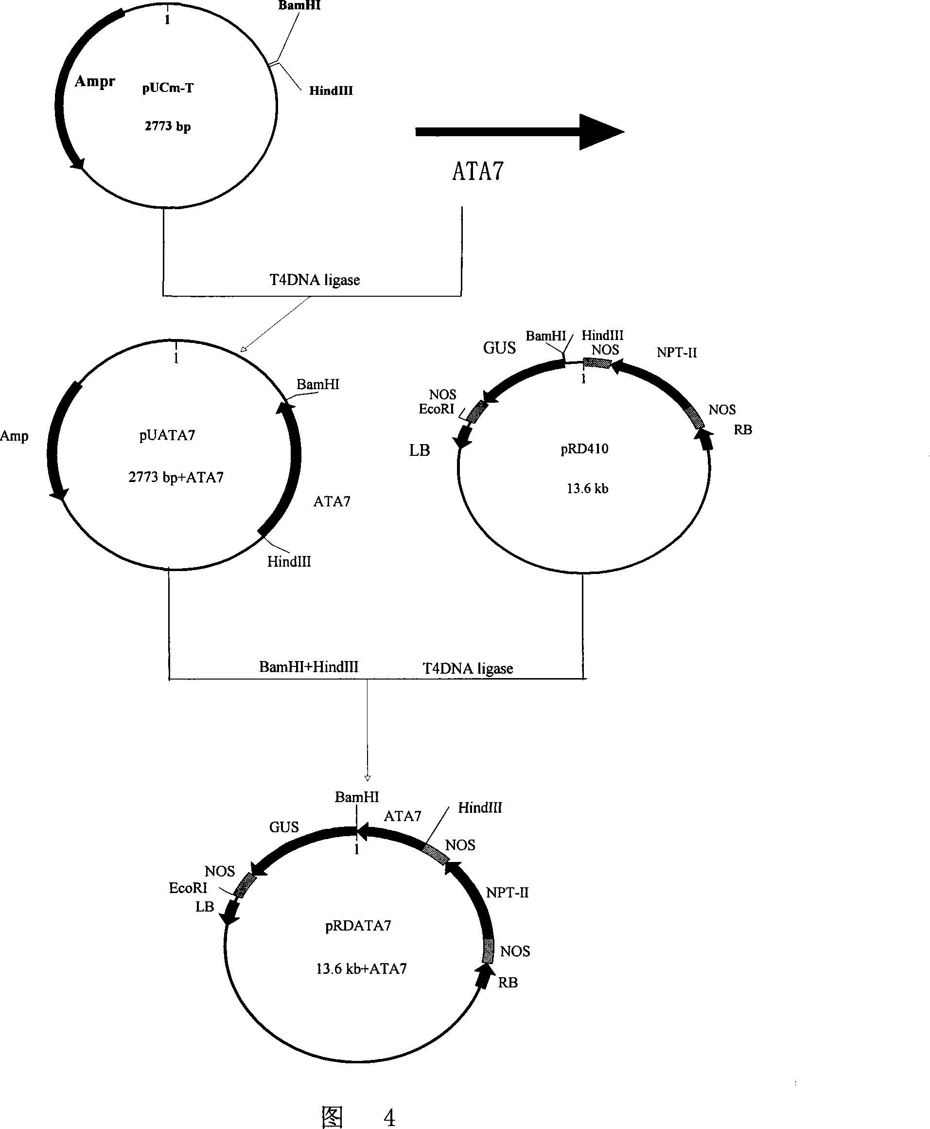 Plants flower pesticide specificity promoter and uses thereof