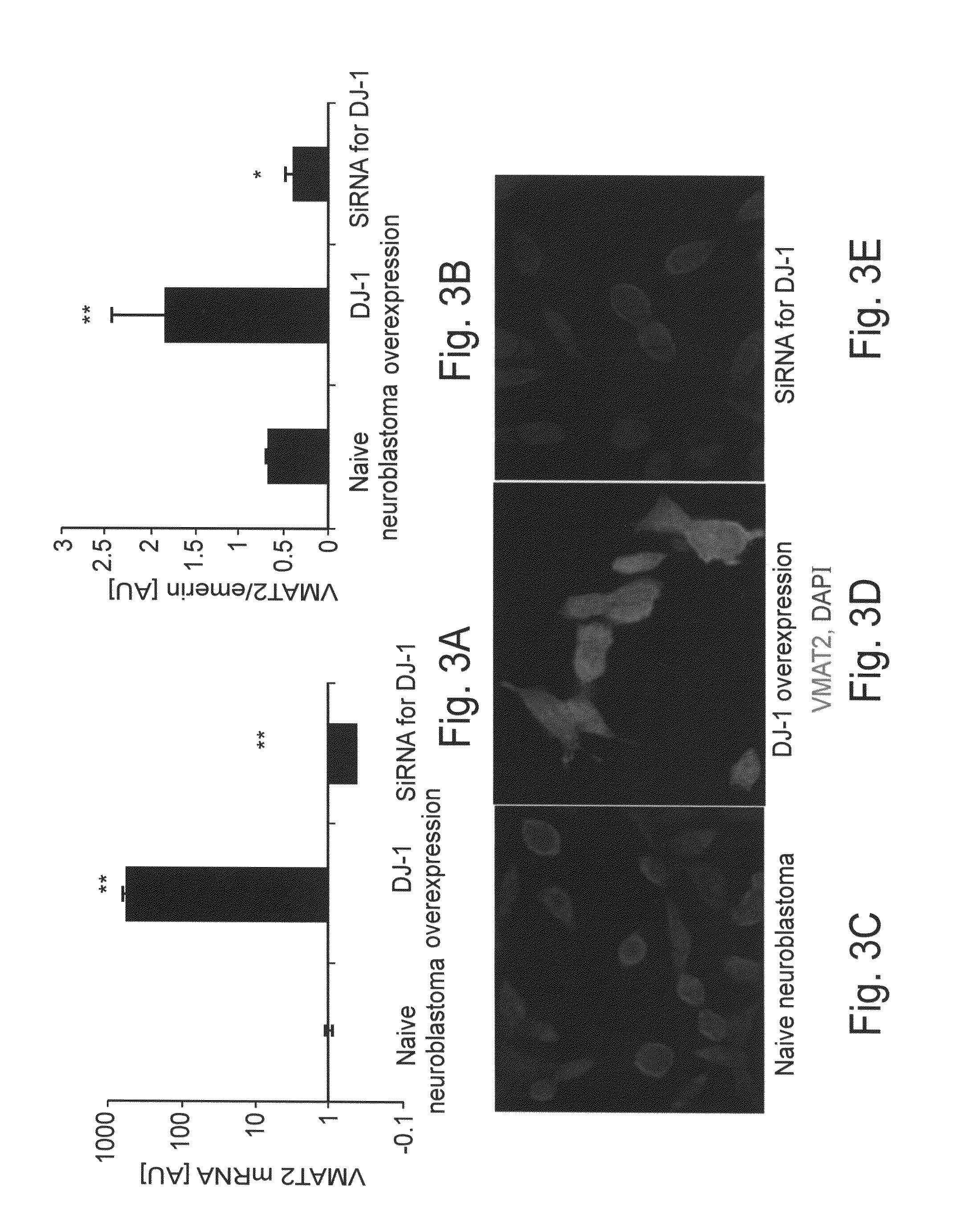 Peptides for the regulation of neurotransmitter sequestration and release