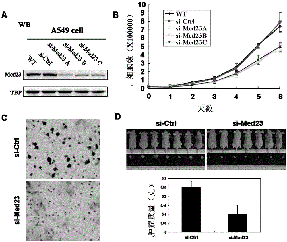 Transcriptional mediator med23 subunits as targets for cancer prevention or treatment