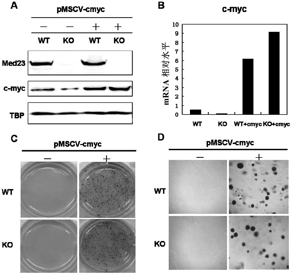 Transcriptional mediator med23 subunits as targets for cancer prevention or treatment