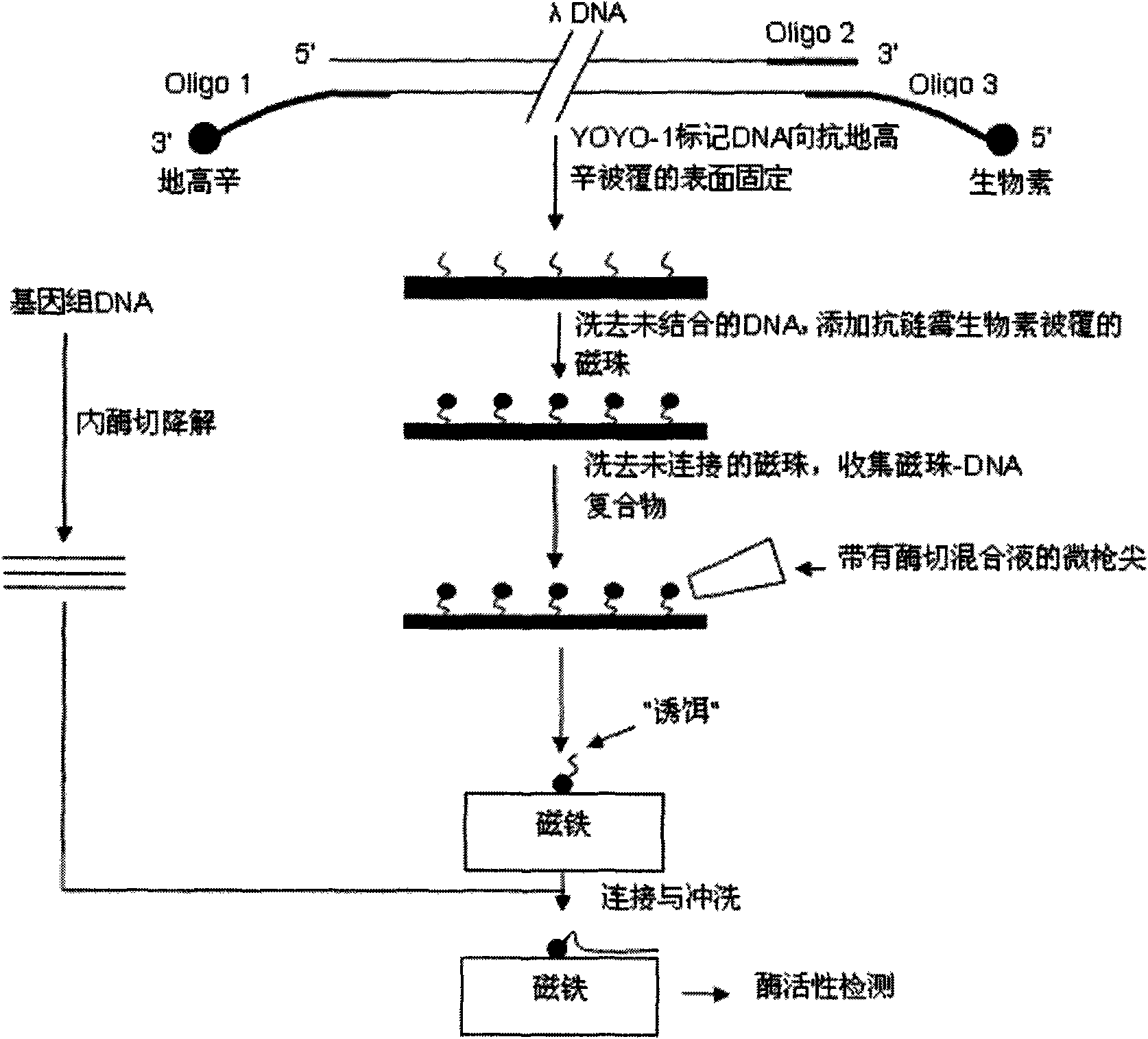 Method for linking monomolecular DNA to single magnetic bead