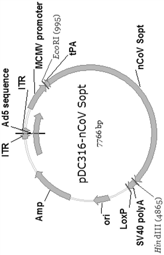 A recombinant novel coronavirus vaccine based on human replication-defective adenovirus