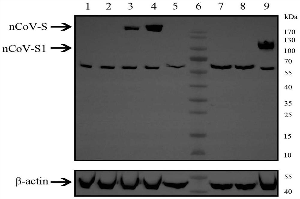 A recombinant novel coronavirus vaccine based on human replication-defective adenovirus