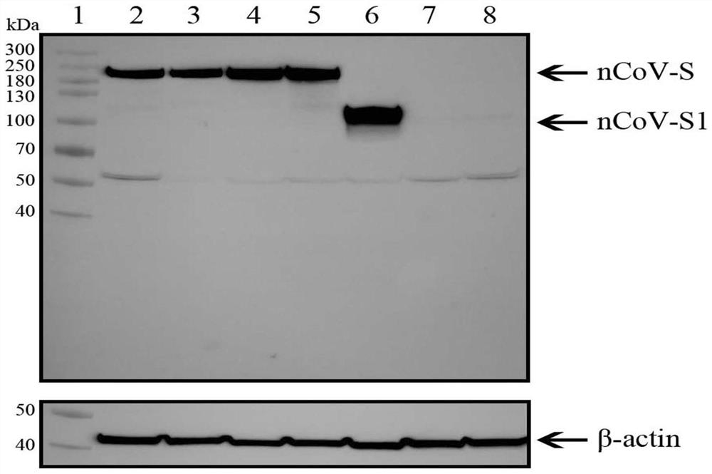 A recombinant novel coronavirus vaccine based on human replication-defective adenovirus