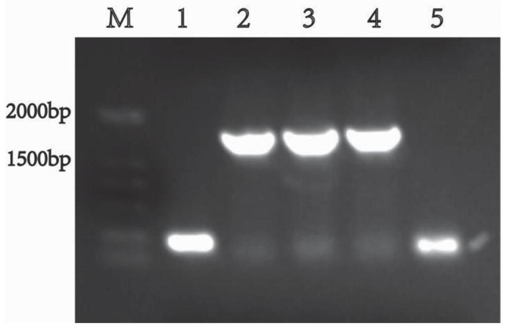 Candida utilis double-gene co-expression strain for hydrolyzing protein components in kitchen waste and construction method of candida utilis double-gene co-expression strain