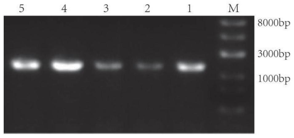 Candida utilis double-gene co-expression strain for hydrolyzing protein components in kitchen waste and construction method of candida utilis double-gene co-expression strain