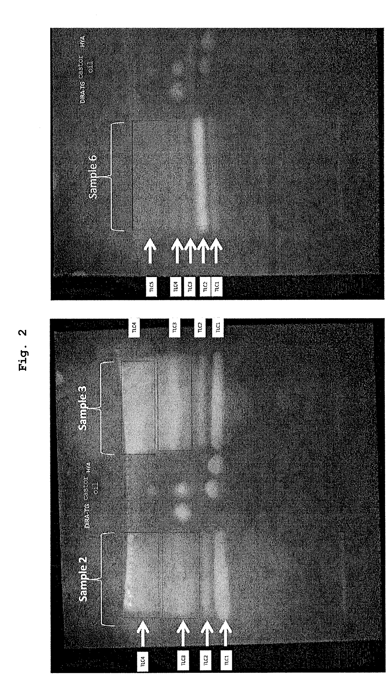 Novel triglyceride and use thereof