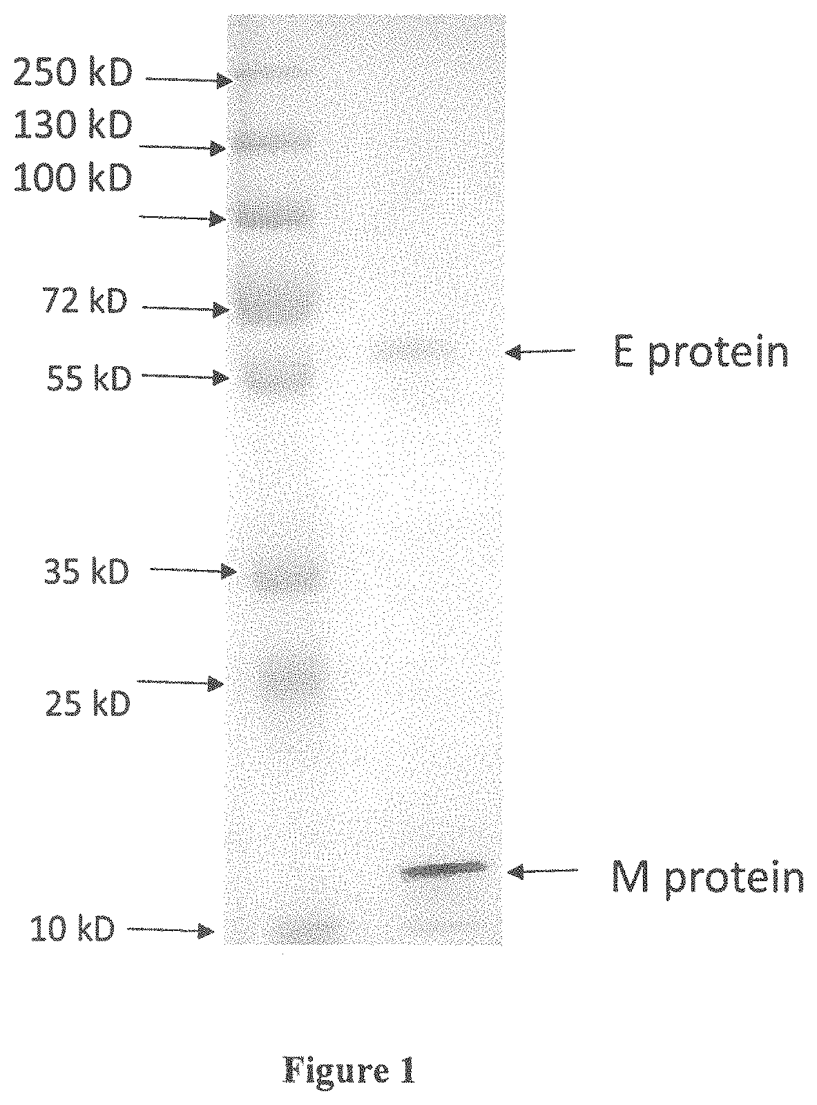 Vaccine compositions