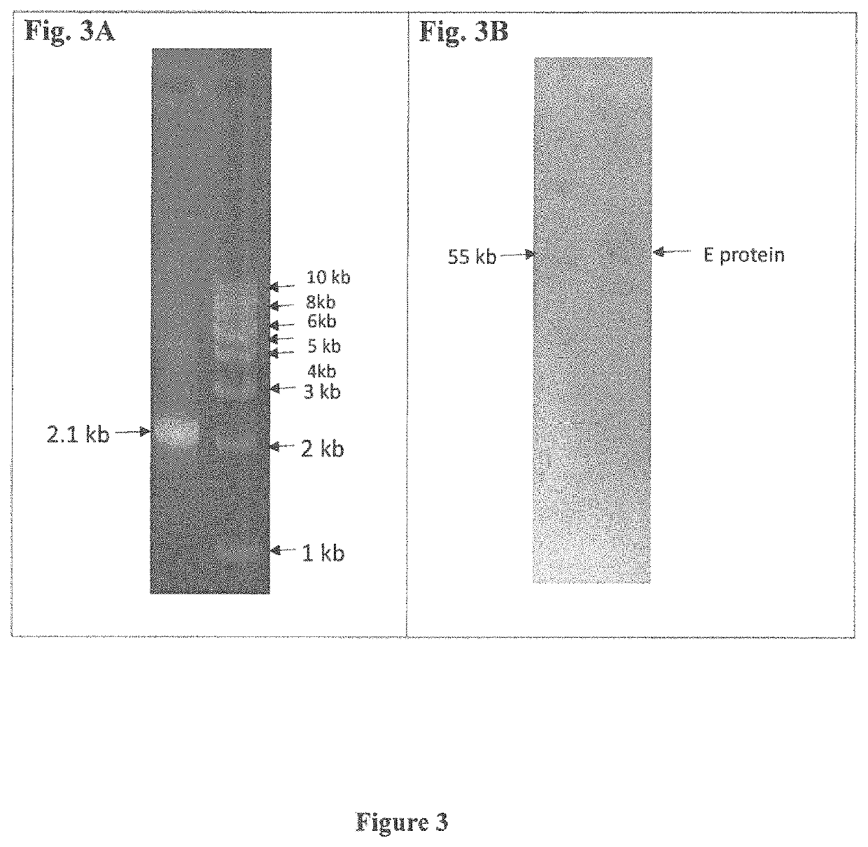 Vaccine compositions