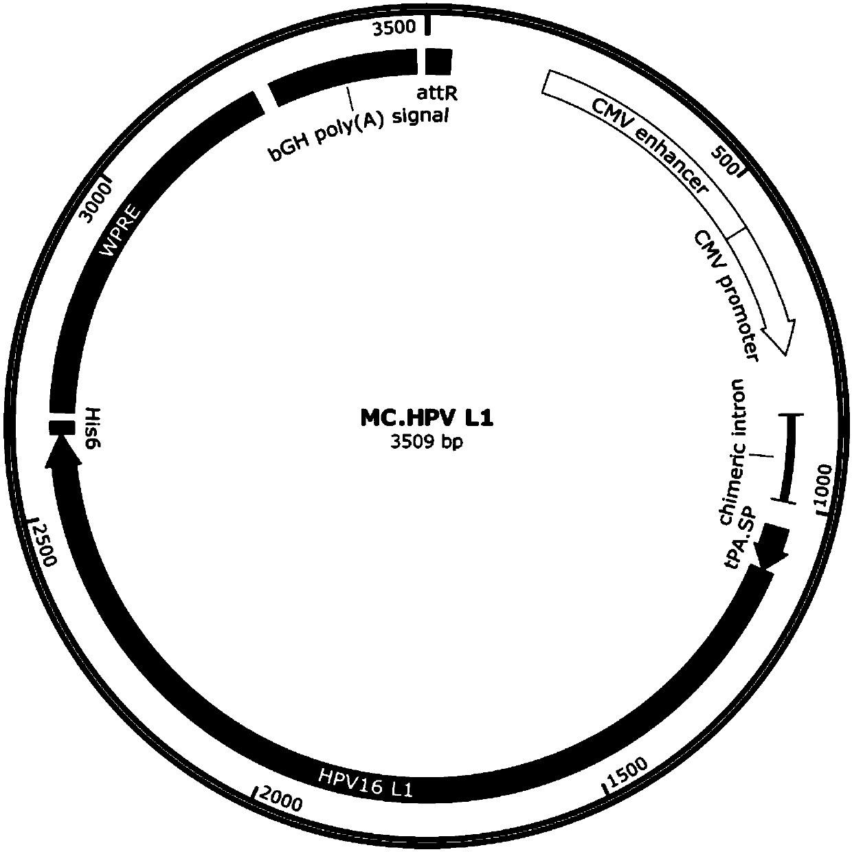 Protective HPV (Human Papillomavirus) immunoglobulin of yolk (IgY) and application thereof in preventing and treating HPV