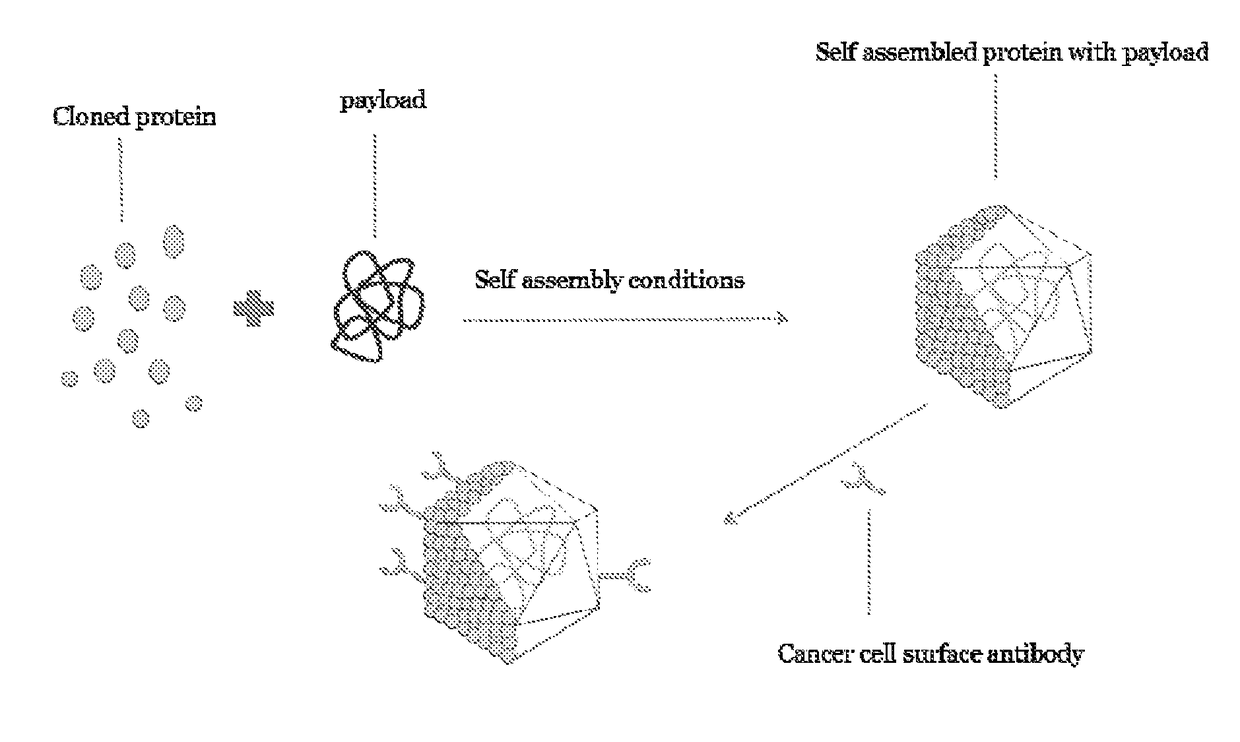 Self assembling molecules for targeted drug delivery