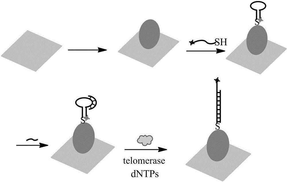 Surface-enhanced Raman technology based on signal-off and used for detecting intracellular telomerase activity