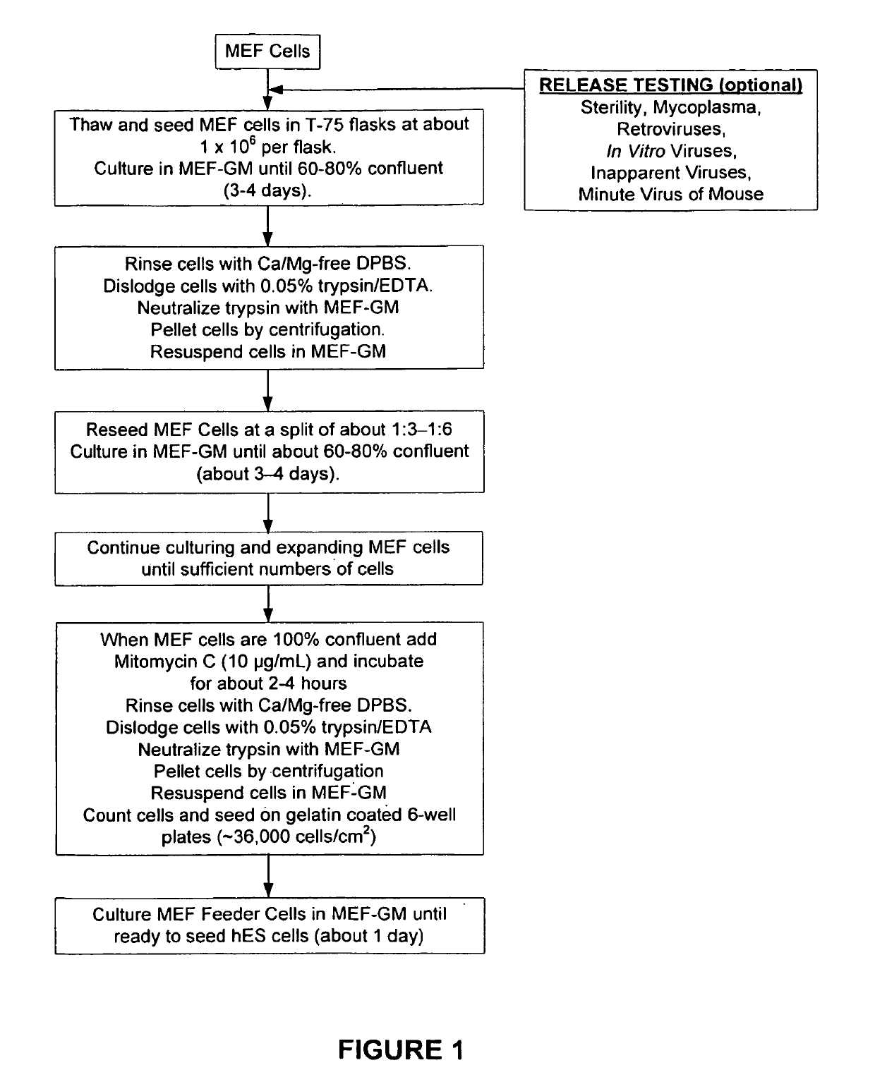 Methods of producing human RPE cells and pharmaceutical preparations of human RPE cells