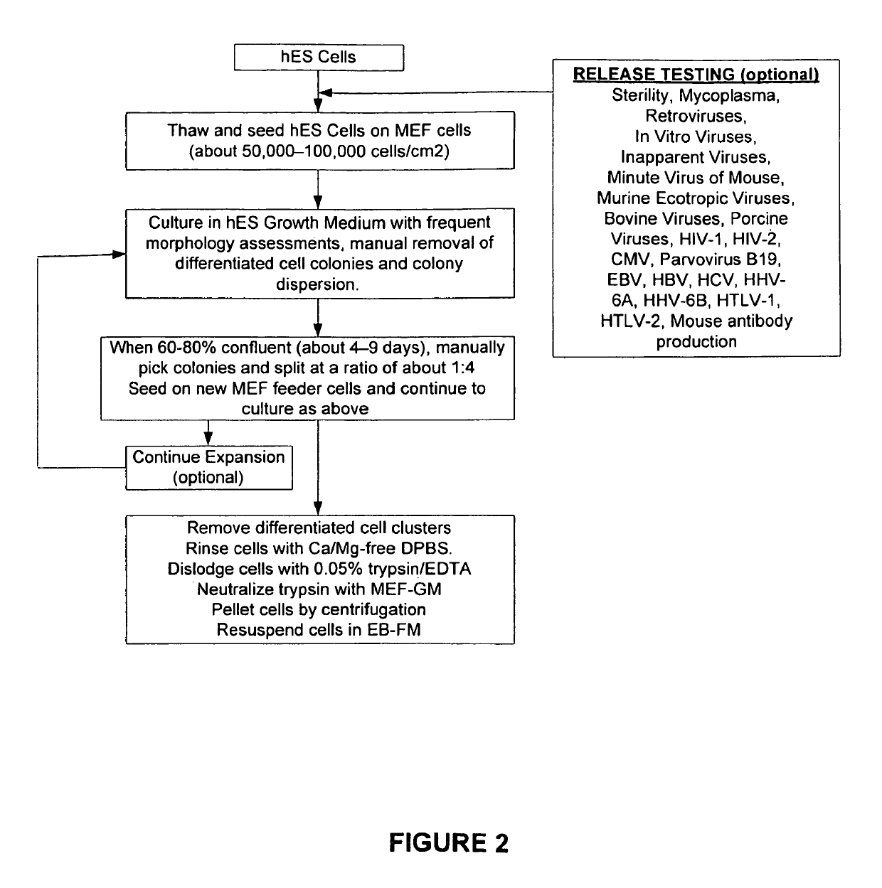 Methods of producing human RPE cells and pharmaceutical preparations of human RPE cells