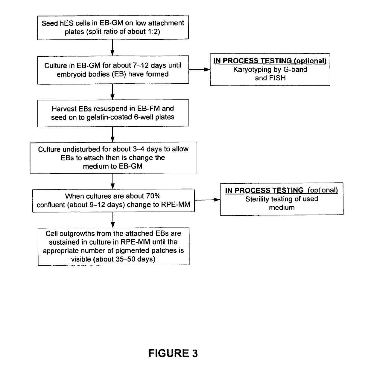 Methods of producing human RPE cells and pharmaceutical preparations of human RPE cells