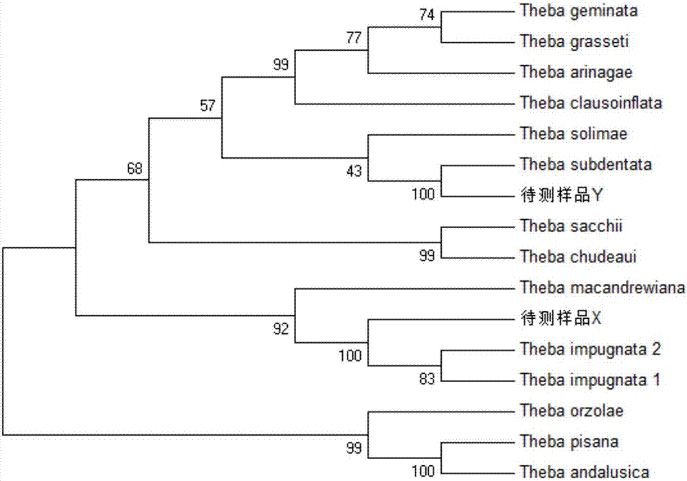 Primer for authenticating theba impugnata, kit, application of primer and authenticating method