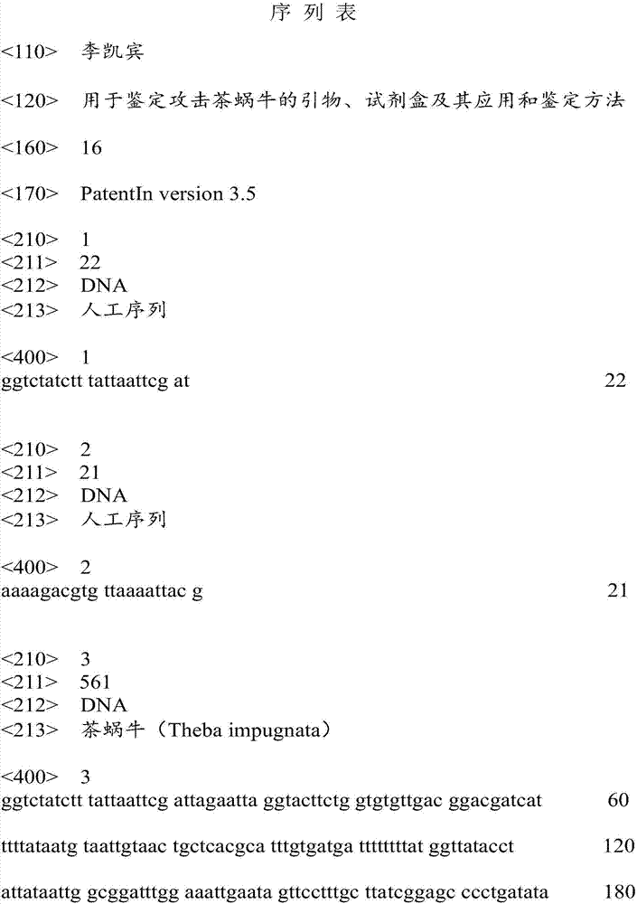 Primer for authenticating theba impugnata, kit, application of primer and authenticating method