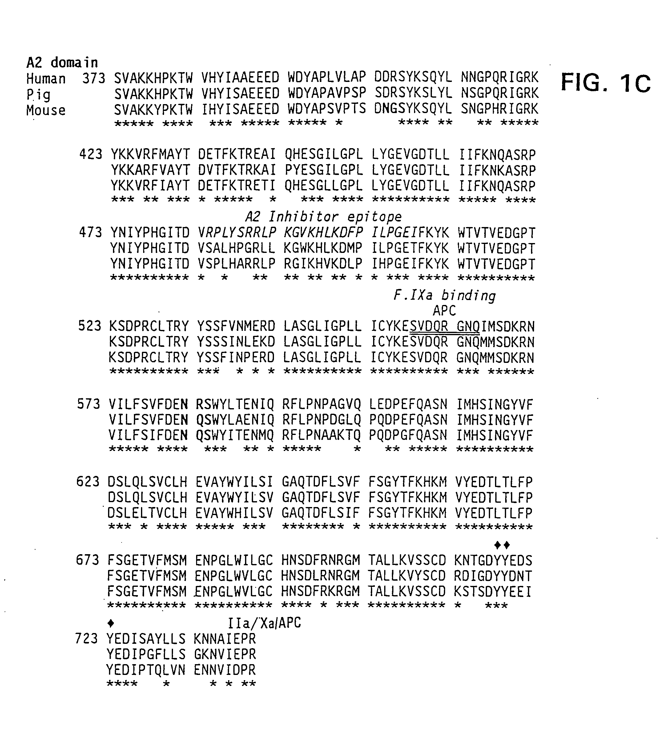 Modified factor VIII