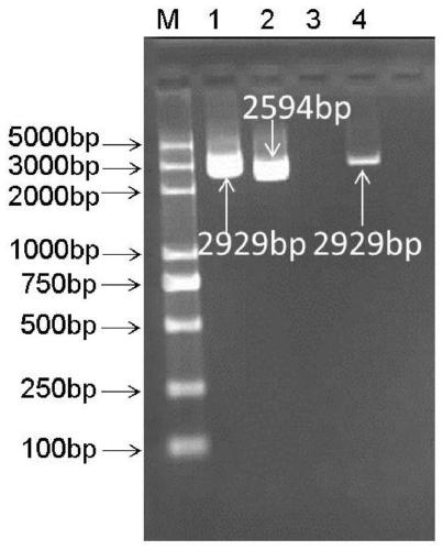 GTP cyclohydrolase I gene folE and application