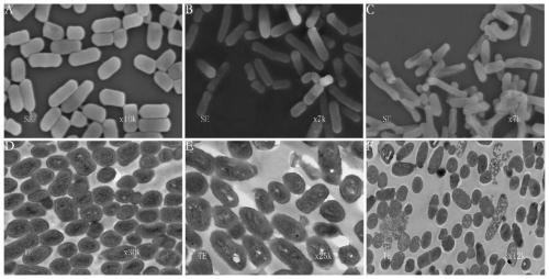 GTP cyclohydrolase I gene folE and application