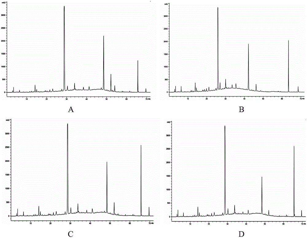 Raw fleece-flower root HPLC fingerprint detection method