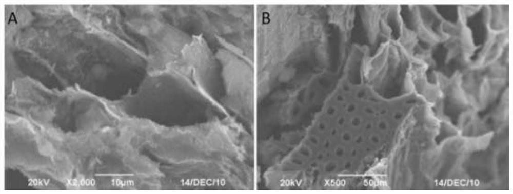 Preparation method and application of Fe/C composite carrier nitrogen and phosphorus removal material based on limonite