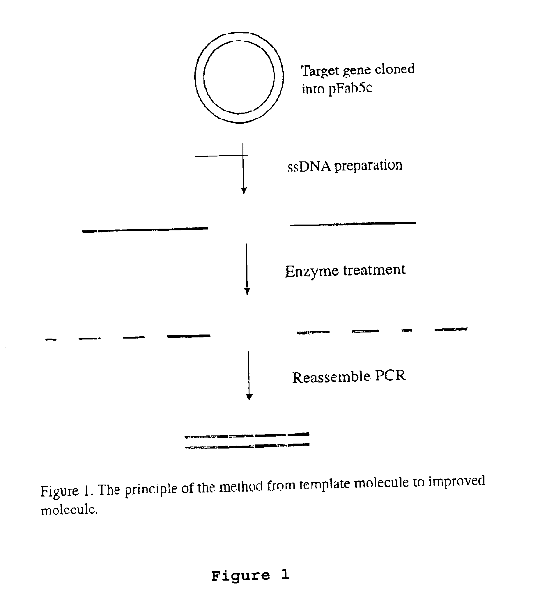 Method for in vitro molecular evolution of protein function