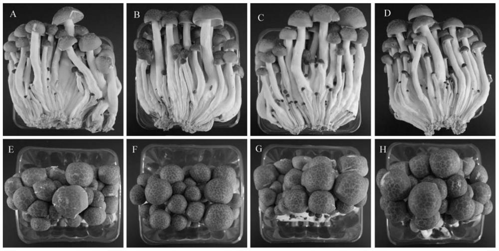 A method for prolonging the shelf life and improving the quality of Adynas japonica using hydrogen-rich water