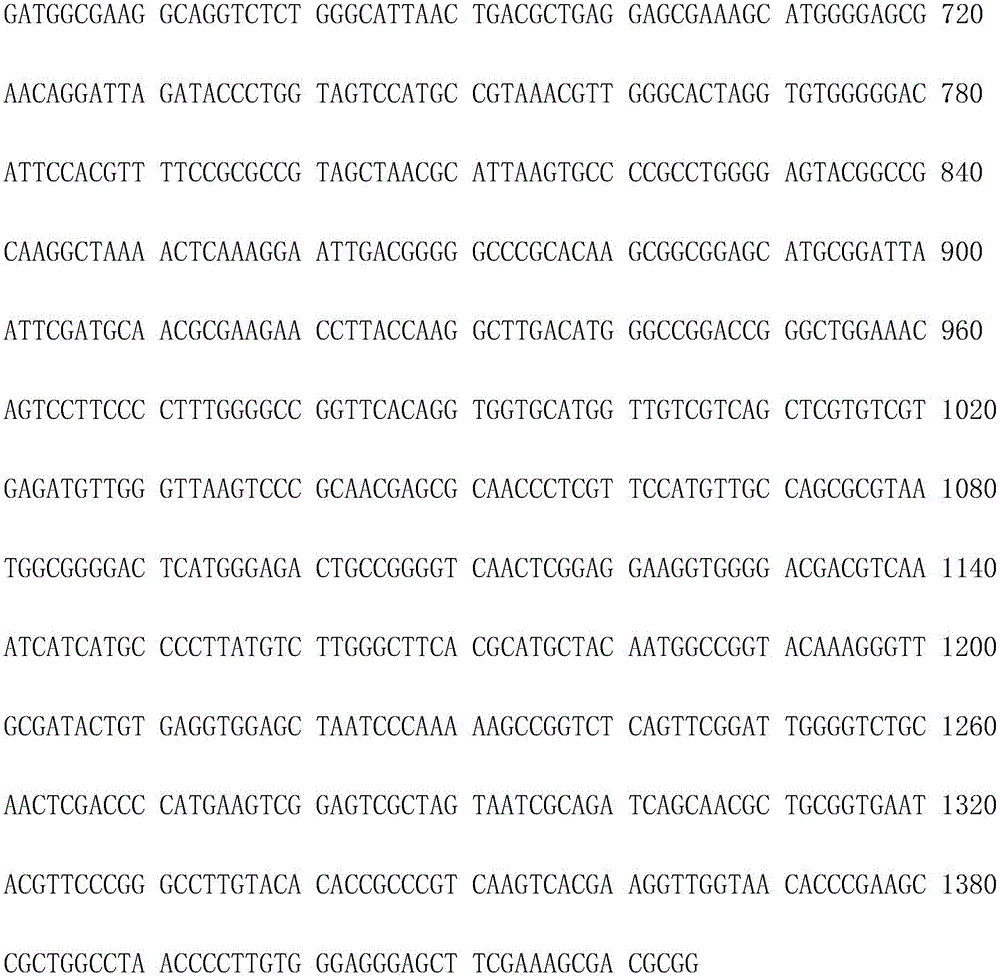 Arthrobacter sp. and application thereof in aspect of biological control of bacterial wilt of tomato