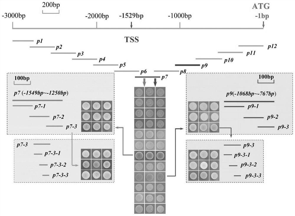 WRKY32 regulated YFT1 expression affected tomato fruit color and application of WRKY32 in tomato quality improvement