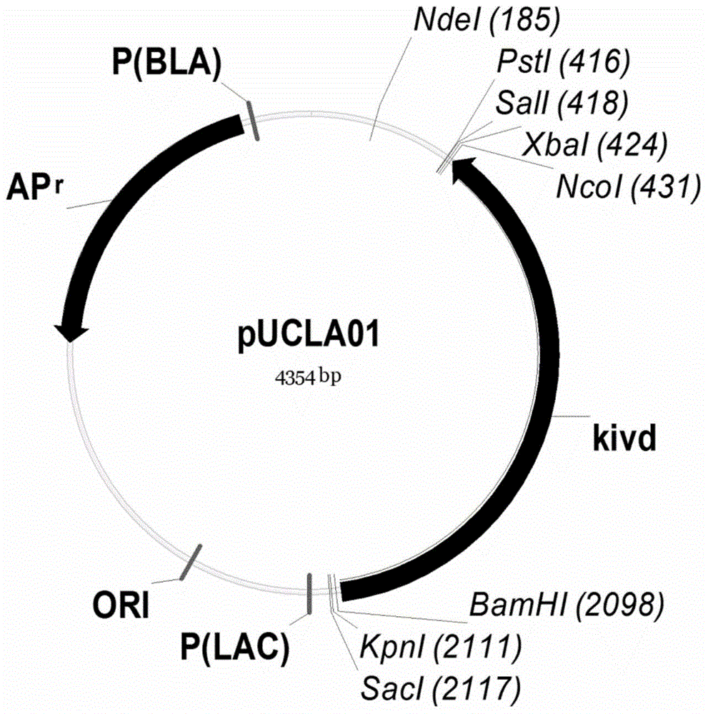 Isobutanol synthetic strain construction method implemented by guiding adjustment of intracellular reducing power based on genomic scale metabolic network model