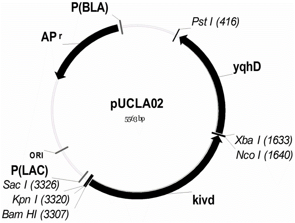 Isobutanol synthetic strain construction method implemented by guiding adjustment of intracellular reducing power based on genomic scale metabolic network model