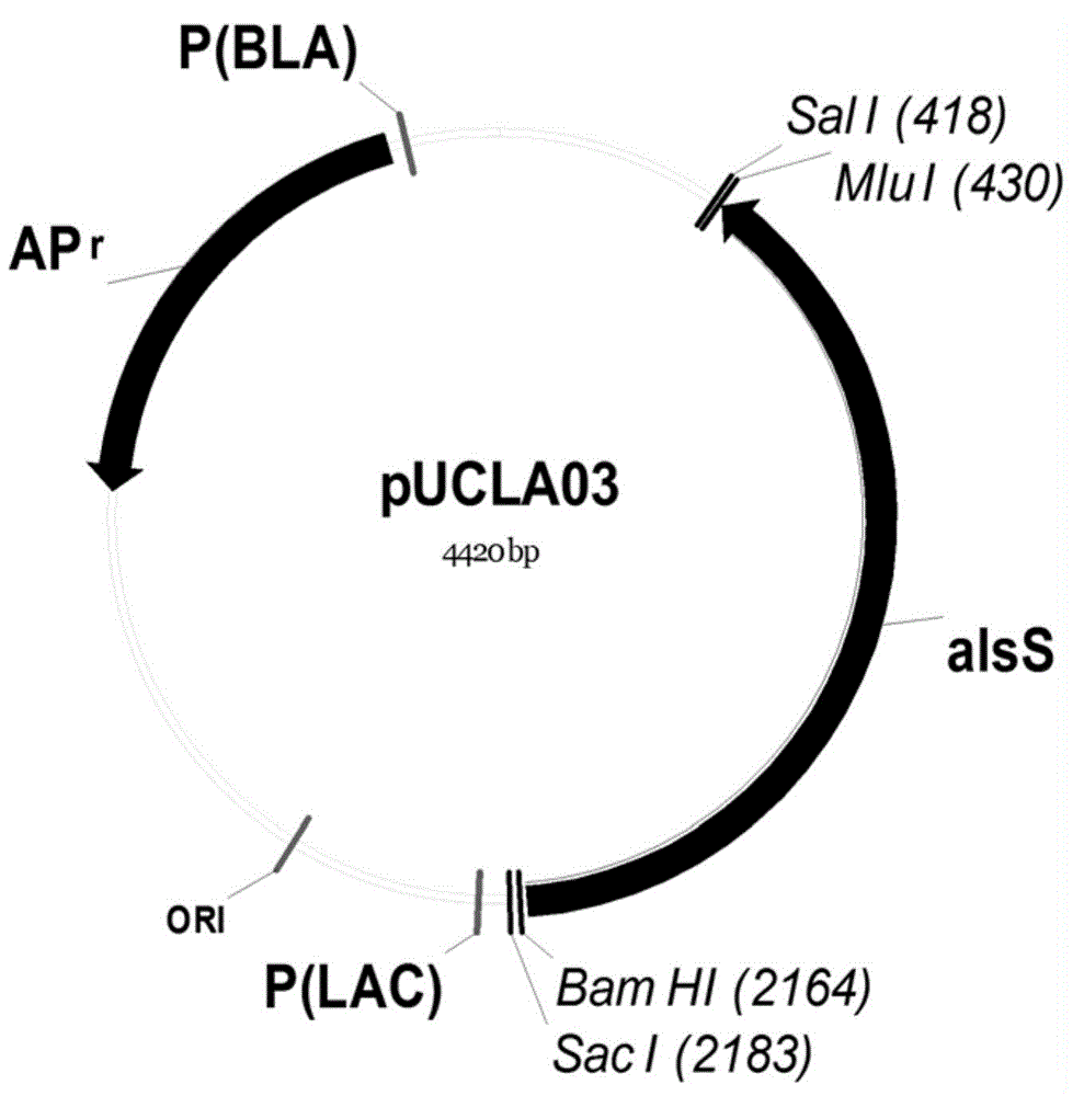 Isobutanol synthetic strain construction method implemented by guiding adjustment of intracellular reducing power based on genomic scale metabolic network model